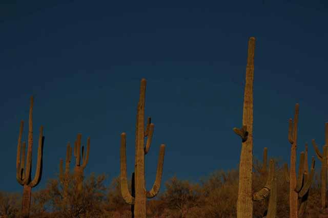 Saguaro cactus